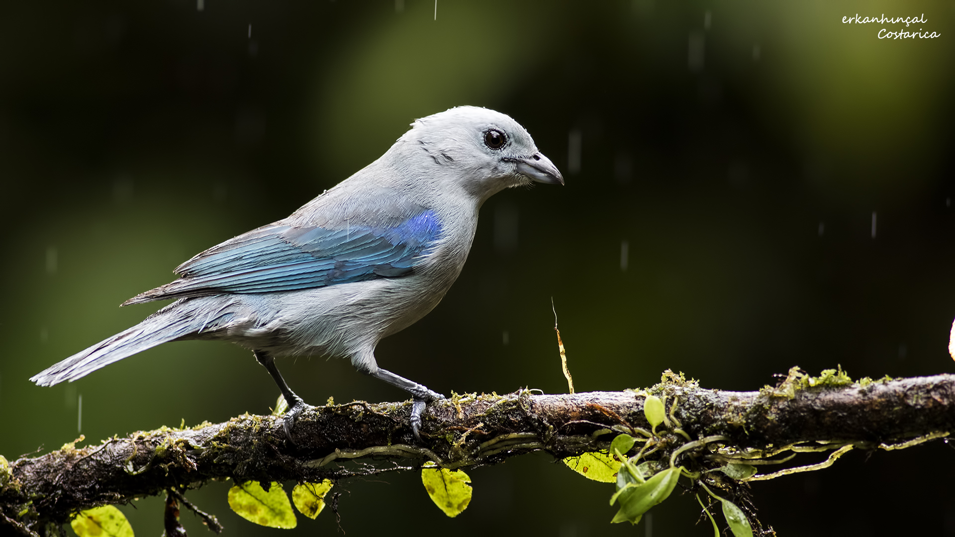 Blue-gray Tanager